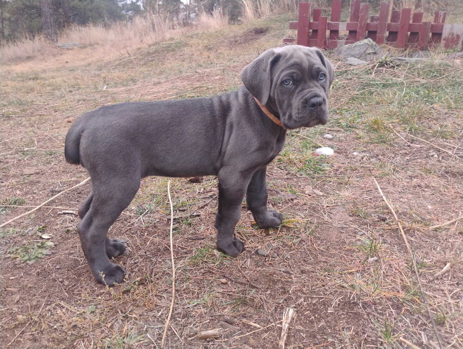 Purebred Cane Corso Puppies image 1
