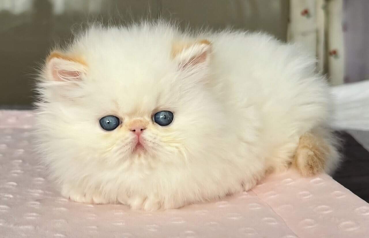 Himalayan Persian Kittens image 2
