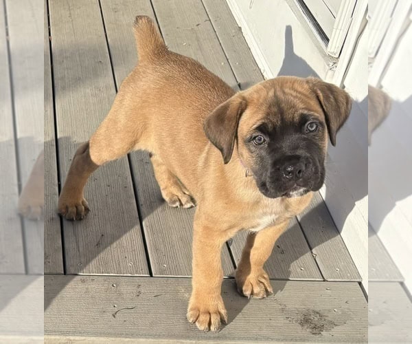 Boerboel–Cane Corso Puppies -- Ready to go! image 12