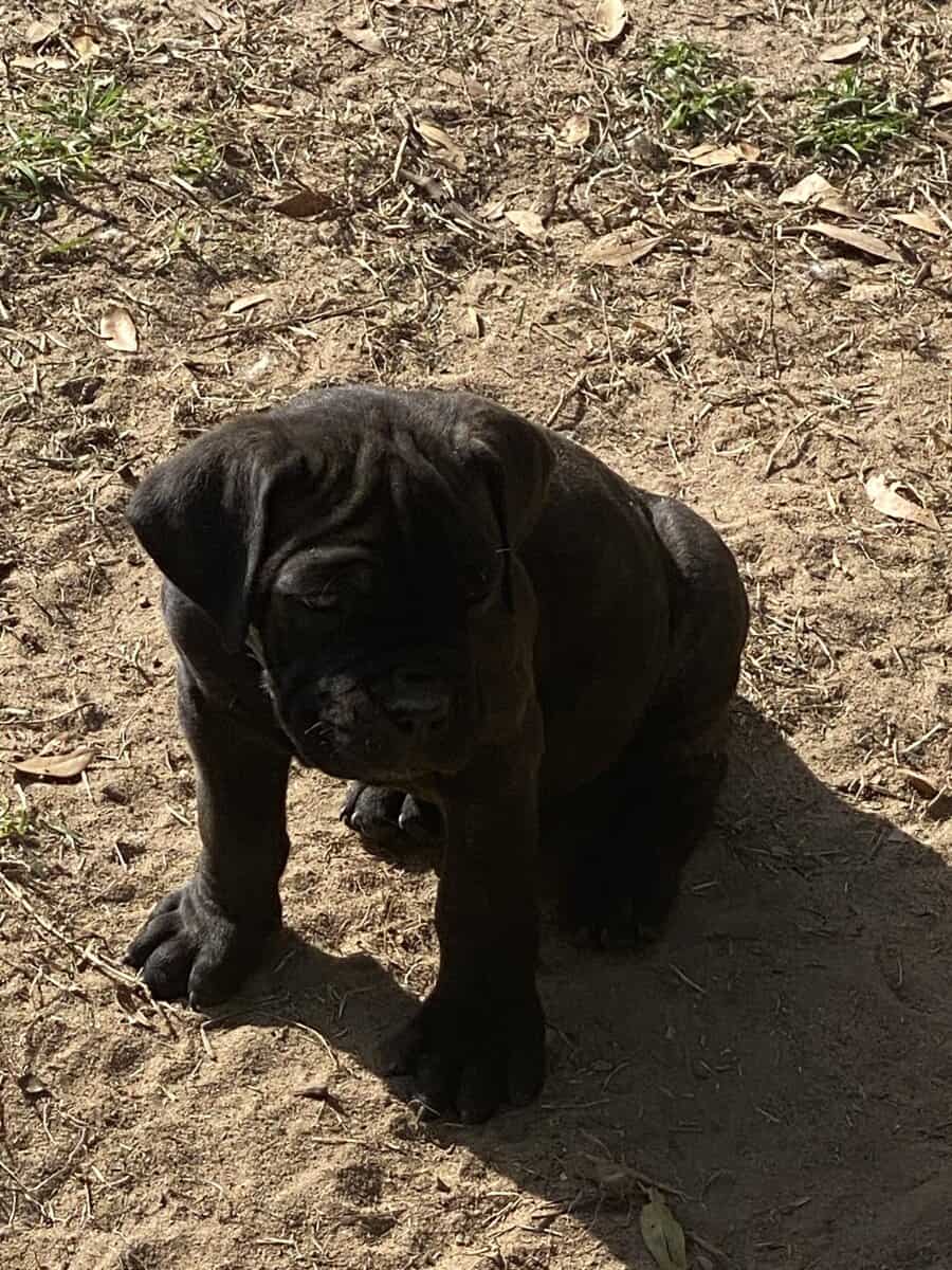 Cane Corso Puppies image 11