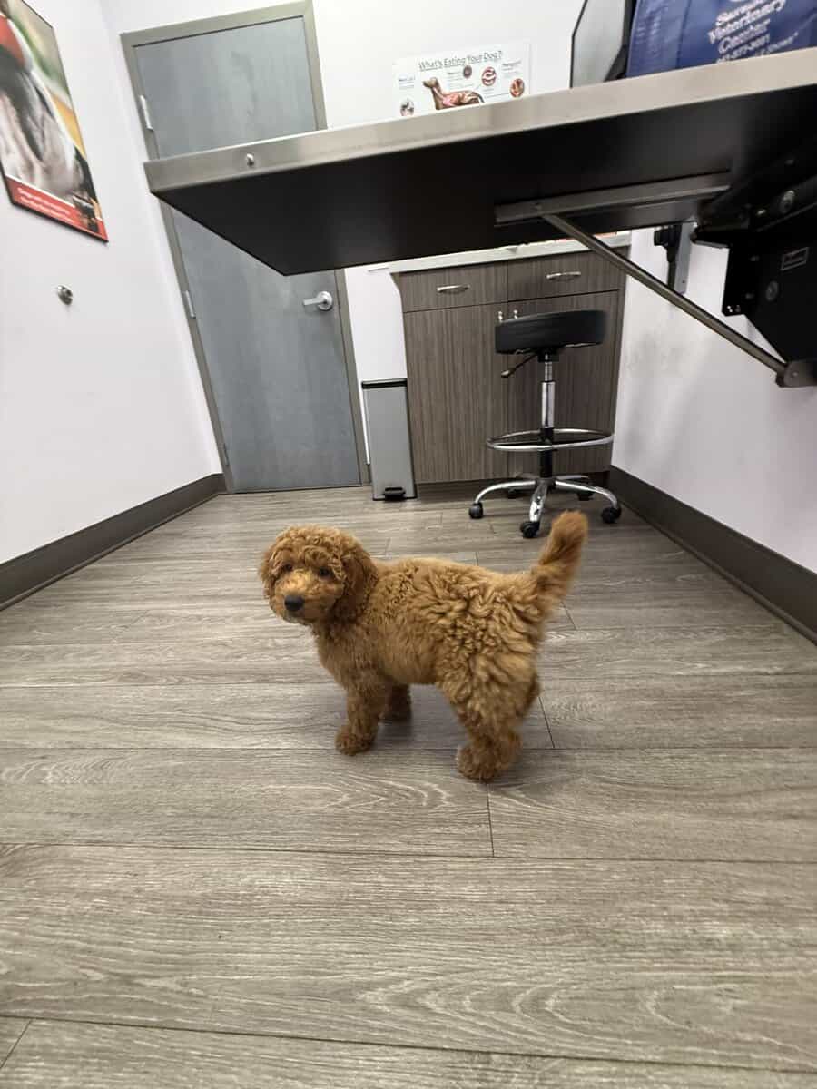 Goldendoodle image 3