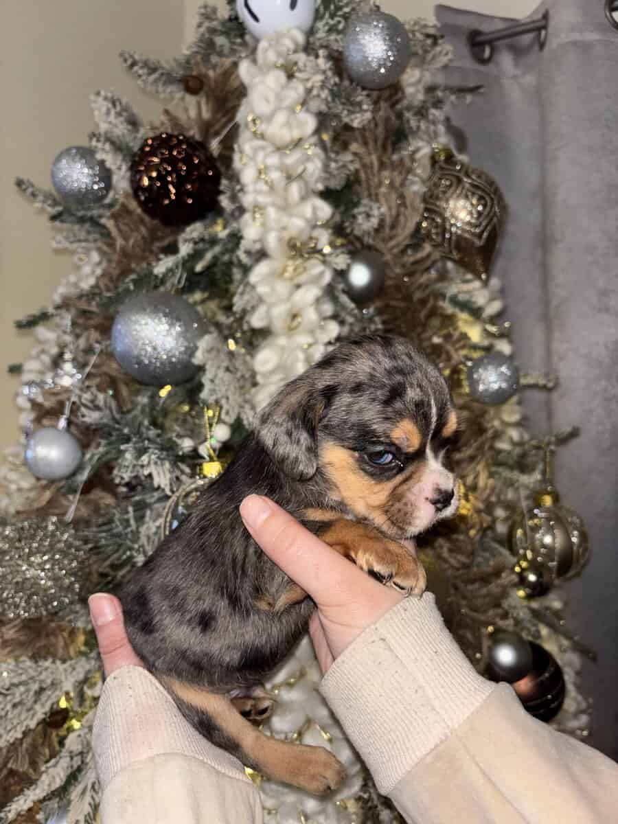 English Cocker Spaniel/French Bulldog Mix Puppies image 4