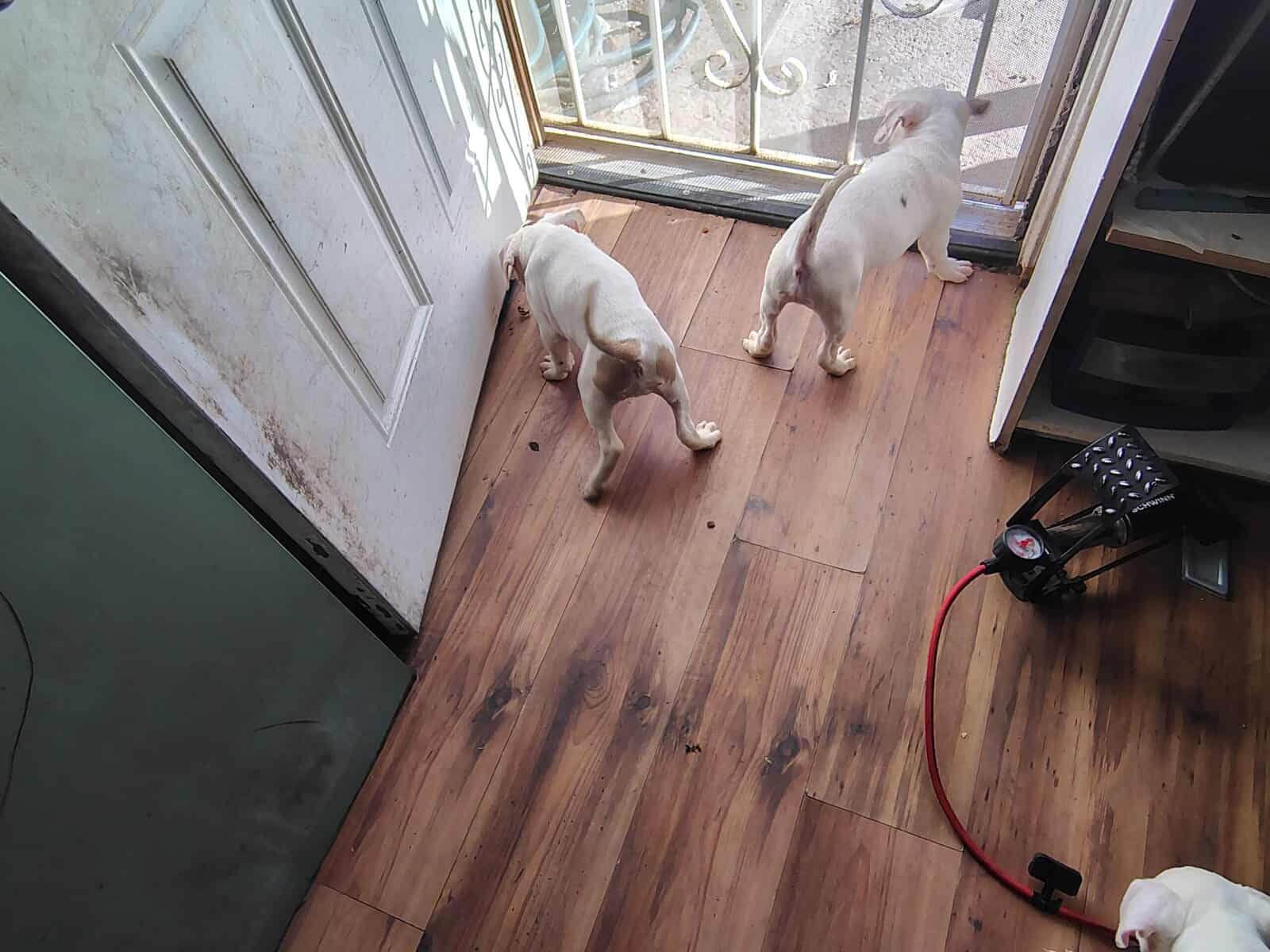 REHOMING PITBULL PUPPIES ASAP image 15