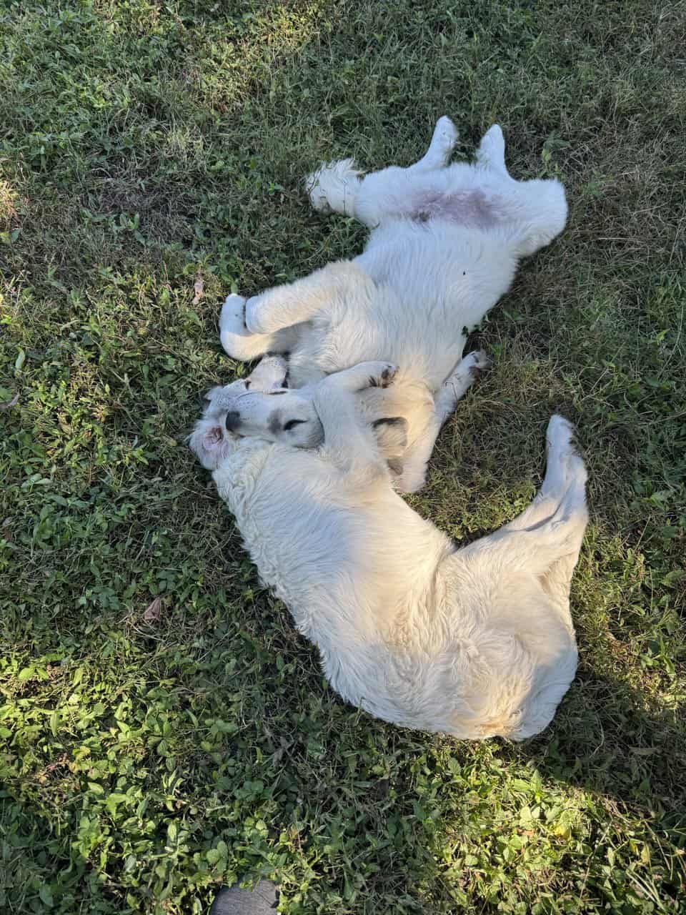 Great Pyrenees image 2