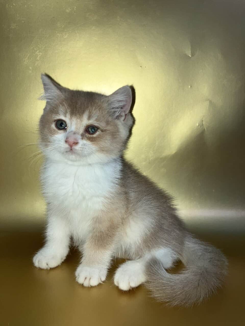 Bicolor Fawn British shorthair male image 5