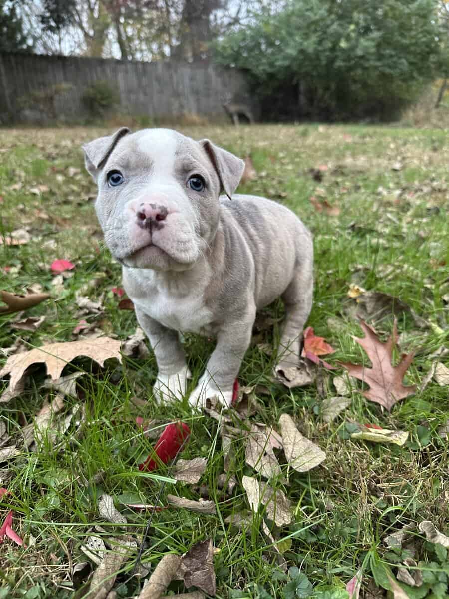 Zelda (Champion Bloodline) image 4