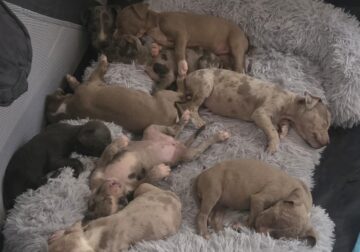 Xl bully PUPPIES