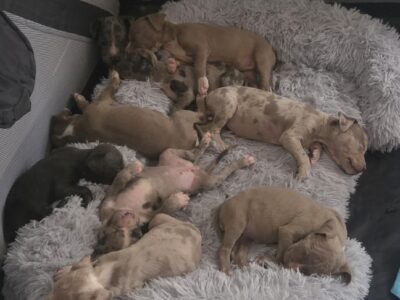 Xl bully PUPPIES
