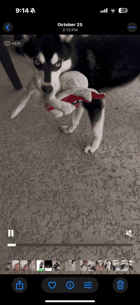 Rare Alaskan Klee Kai image 4