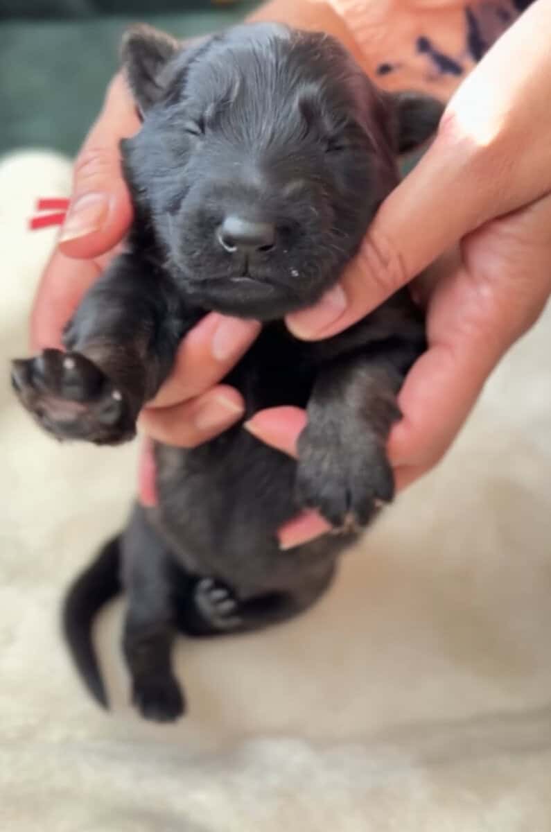 AKC Registered, Top Pedigree, Working GSD Puppies image 3