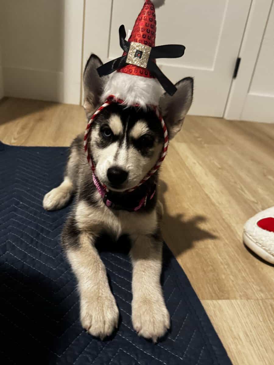 2 Full Breed Husky pups image 1