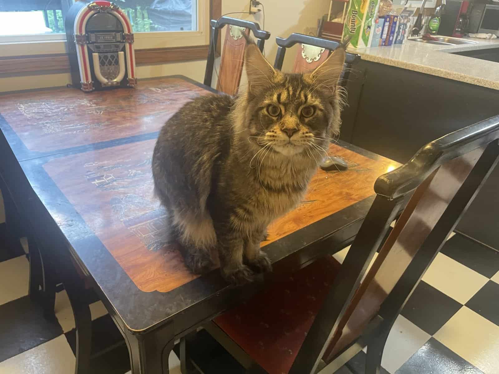 1yo Male Maine Coon image 4
