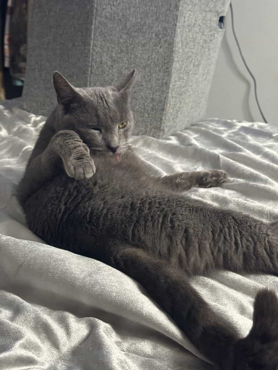 KitKat aka Mojo image 4