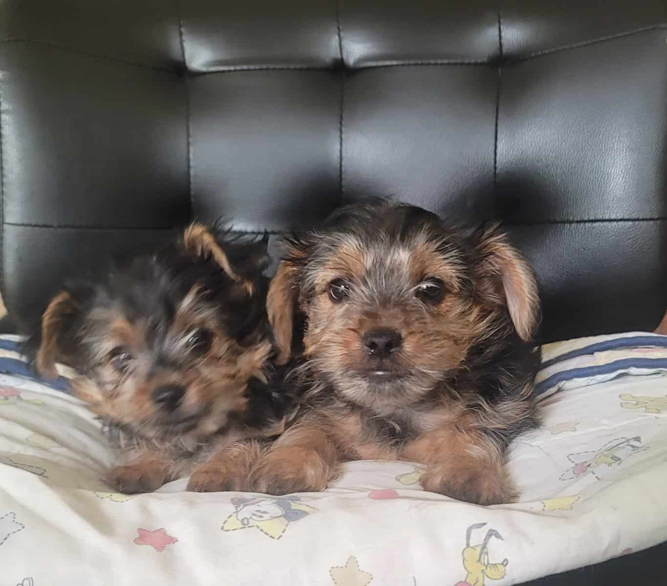 Yorkie Puppy image 2