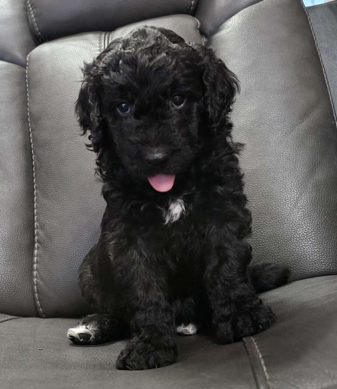 Golden Bernadoodle Puppies image 7