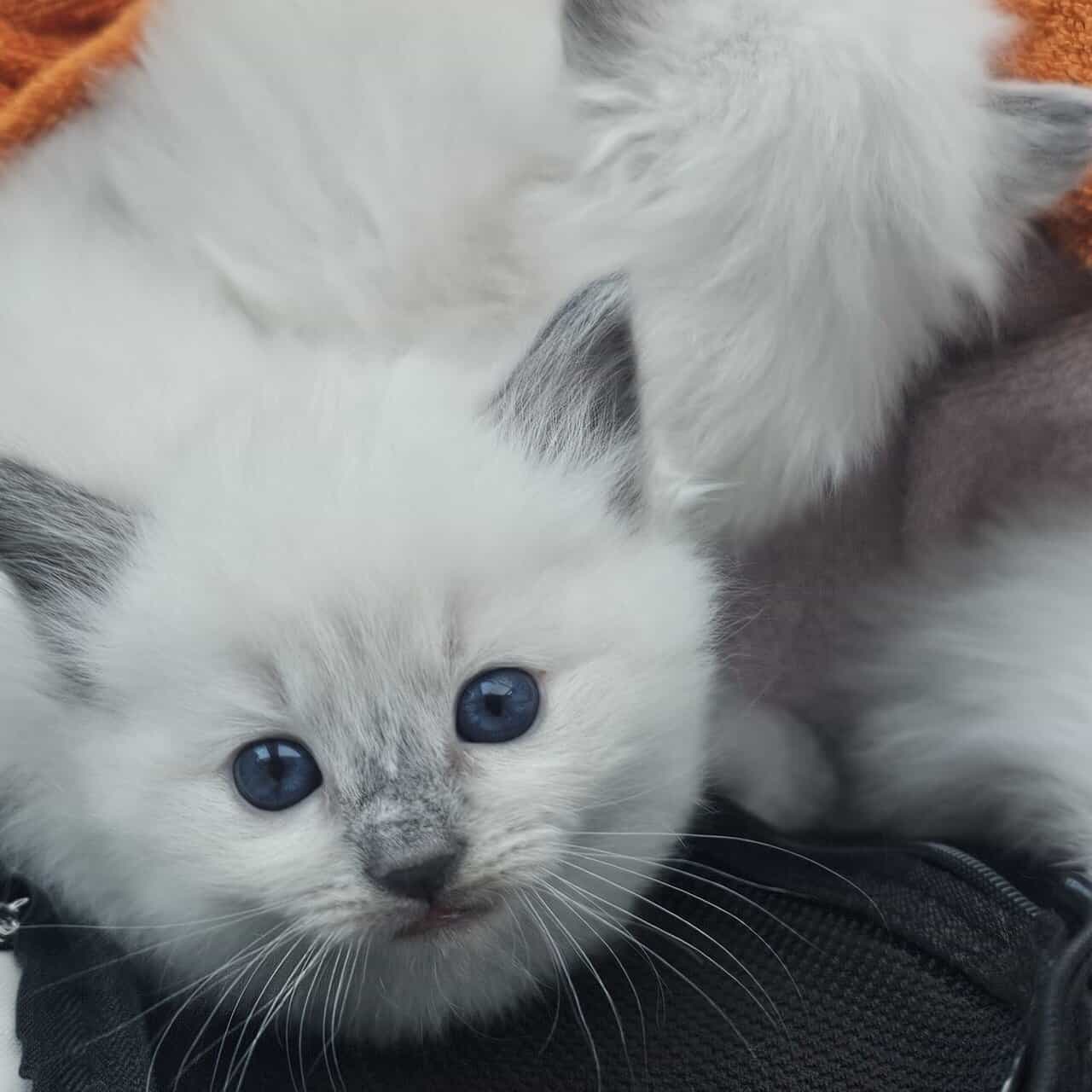 Ragdoll Kittens image 5