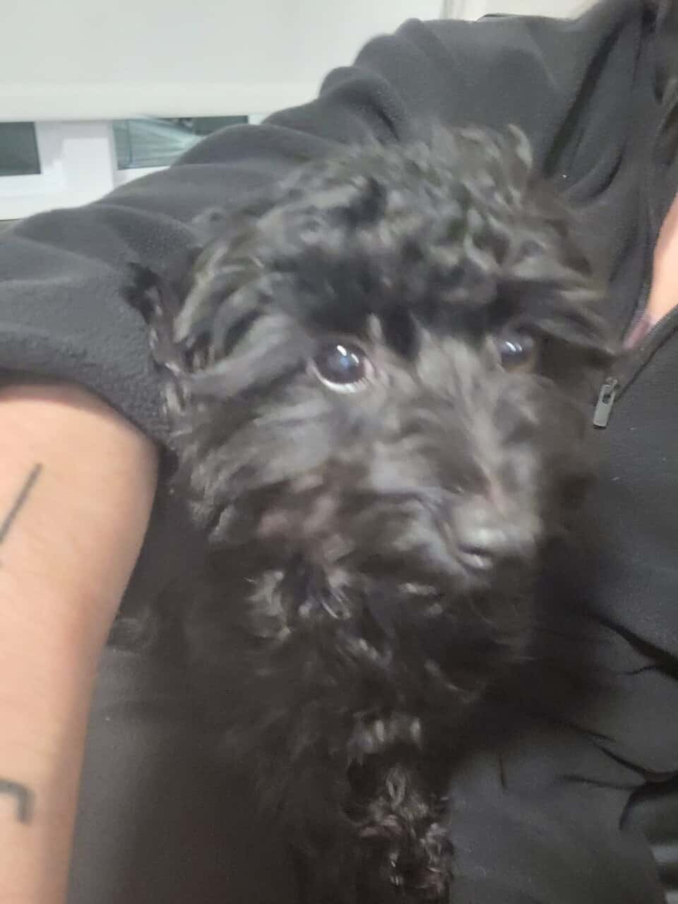 Meet Violet image 4