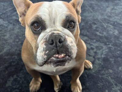 Rehoming Freelance Bulldog to loving home
