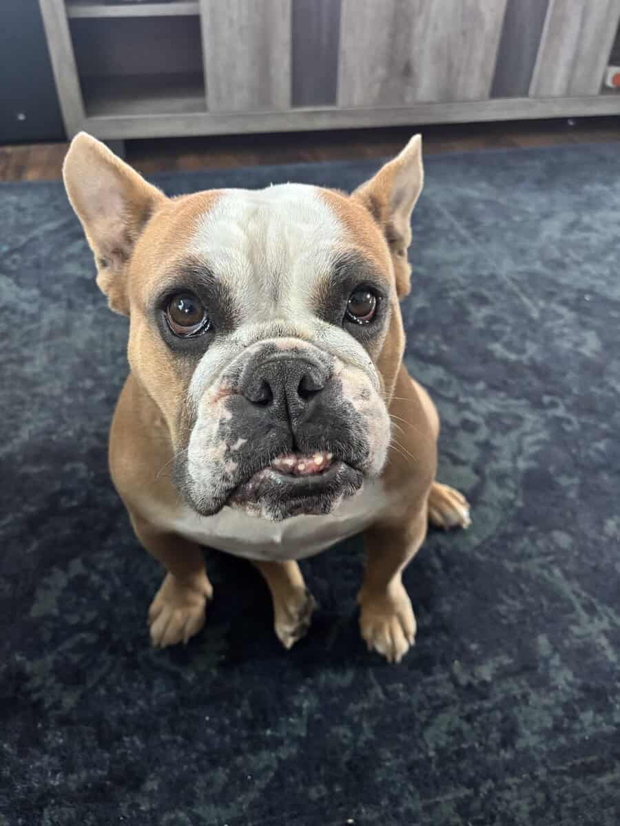 Rehoming Freelance Bulldog to loving home image 1