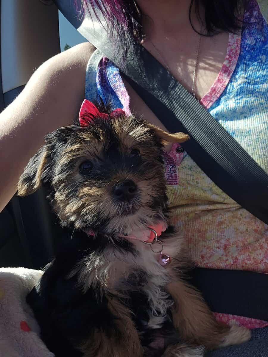 Female Yorkie puppy for sale image 3