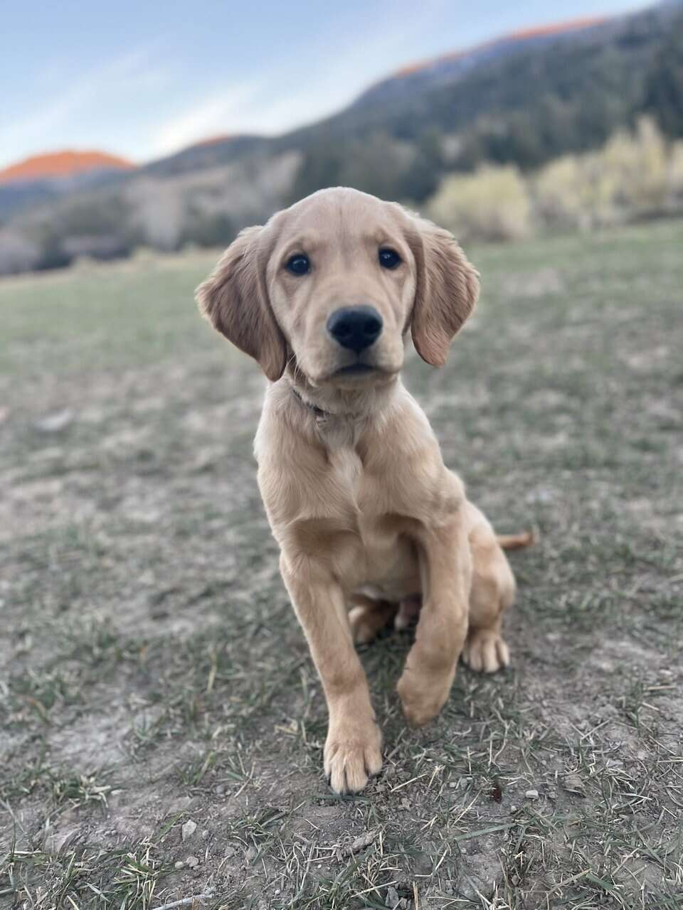 AKC Trained Golden Retriever image 2