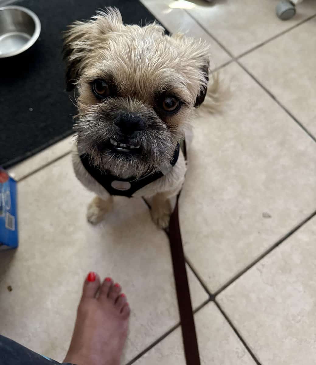 FREE TO A LOVING HOME – Affenpinscher/Shih Tzu Mix image 4