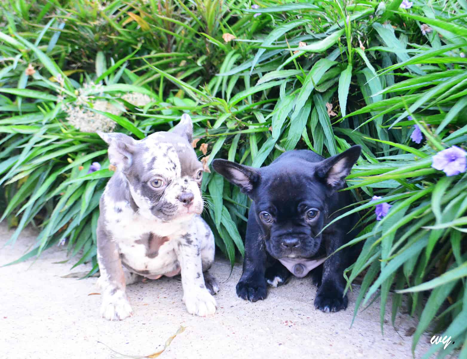 Black brindle Male pup image 3