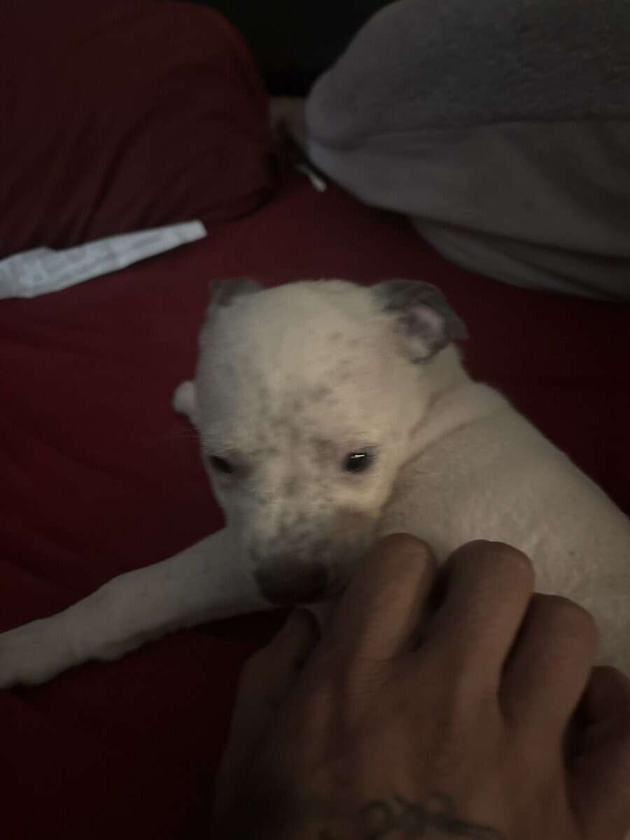 American pitbull terrier/Sharpei mix image 3