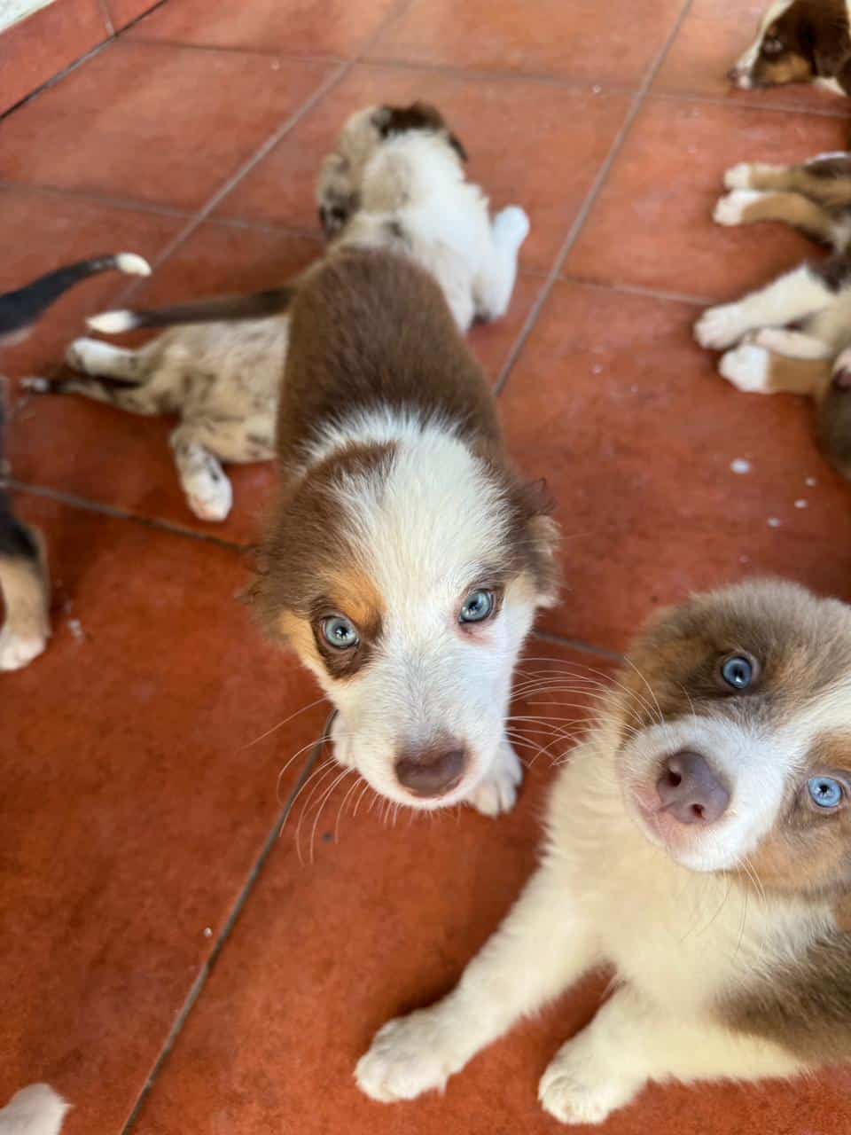 Australian Shepherd image 6