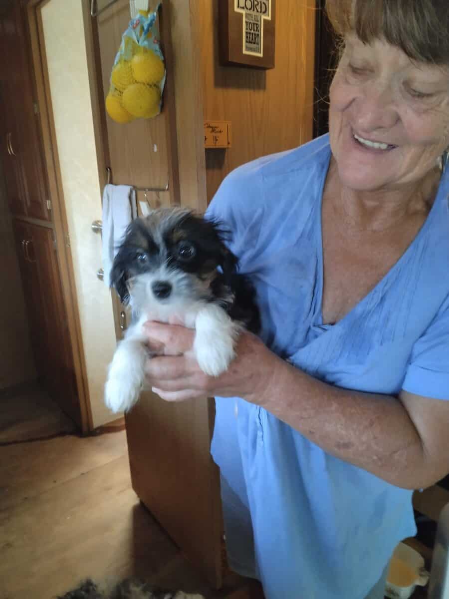 Shorkie puppies image 6