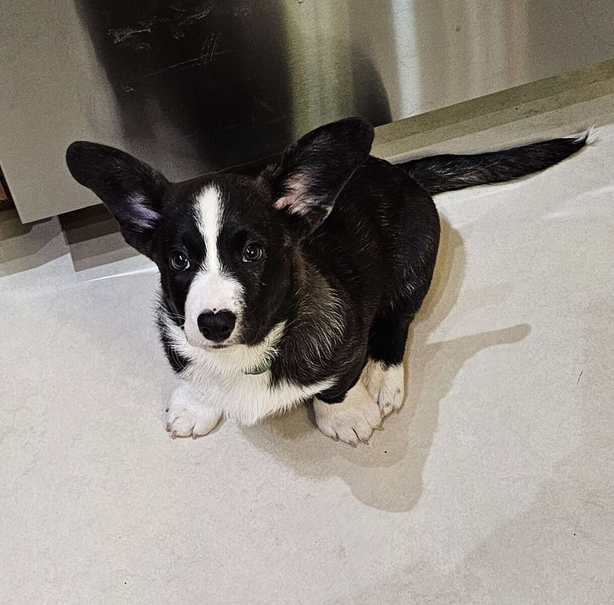 Purebred Cardigan Welsh Corgi Mr Green image 4