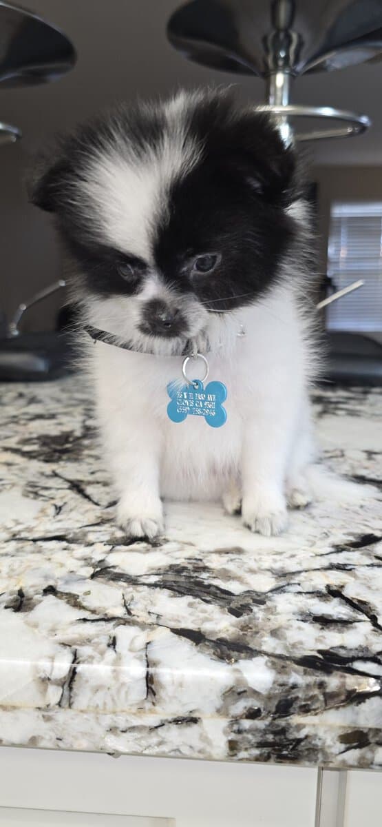 Pomeranian puppy image 4