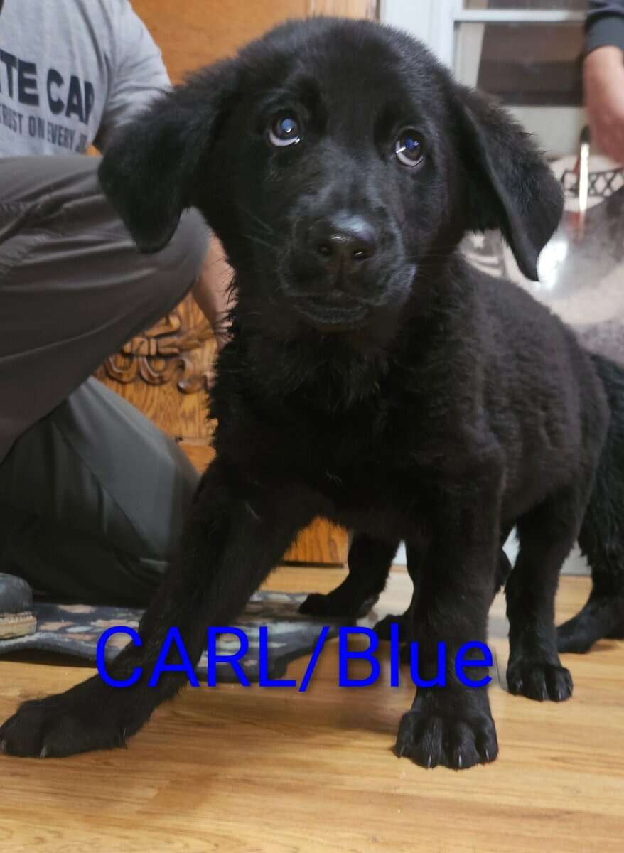 GSD-GOODLEDOODLE image 5