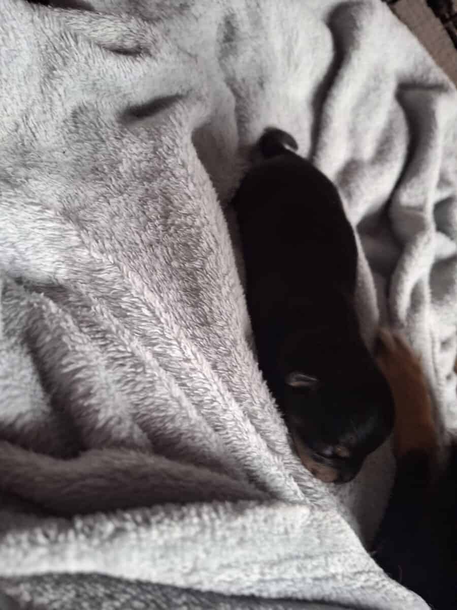 Jack Chi pups image 3