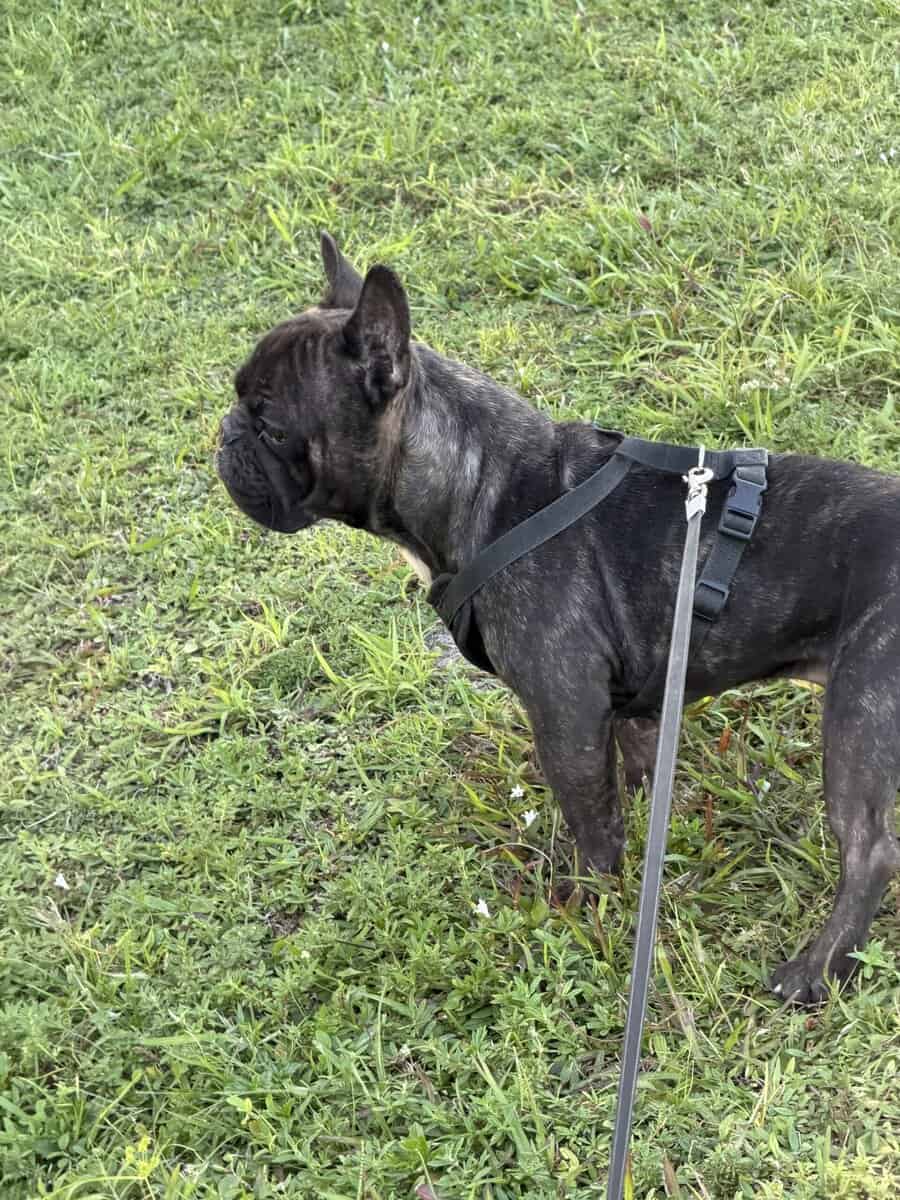 Frenchie image 2