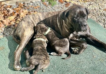 English mastiff-Anatolian