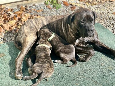 English mastiff-Anatolian