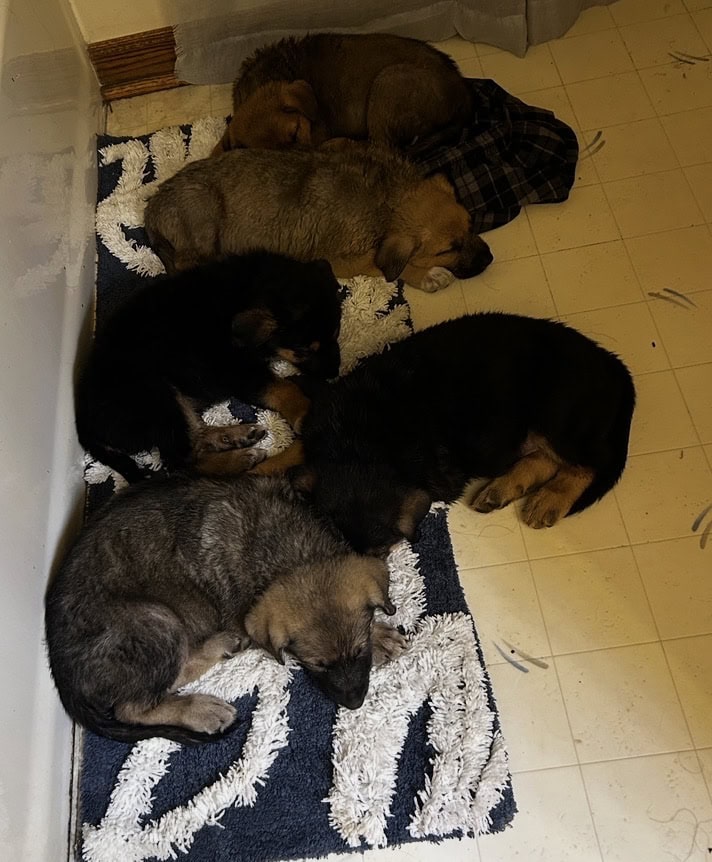 German Shepherd Rottweiler Great Pyrenees Pups 8w image 6