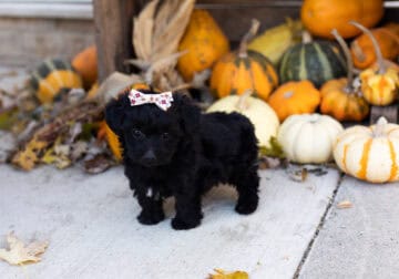 Yorkiepoo female puppy in Indiana (Emmaline)
