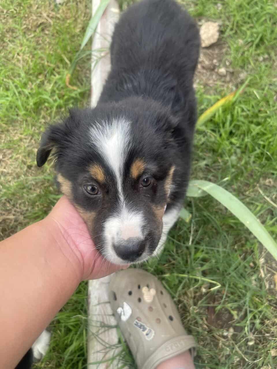 Australian Shepherd Puppy image 7
