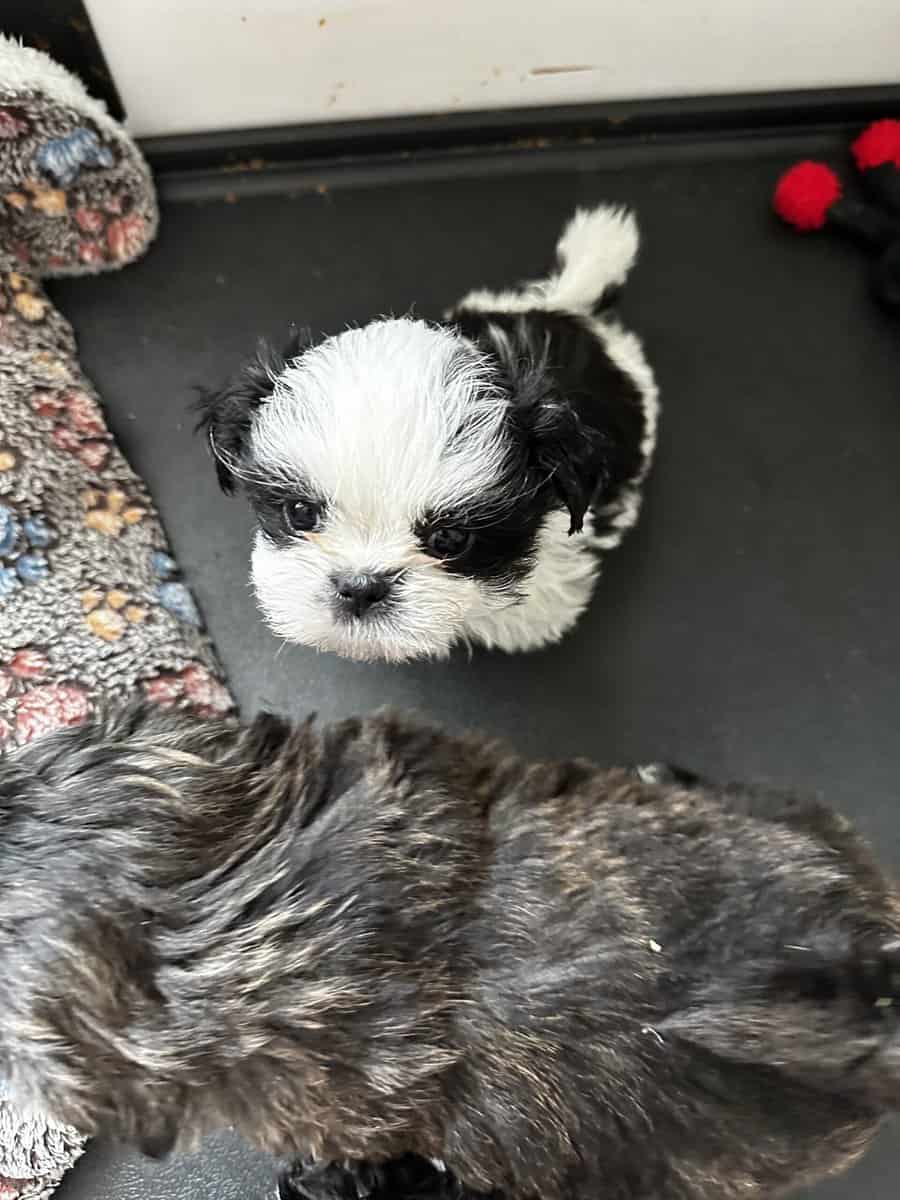 Purebred Shih Tzu image 2