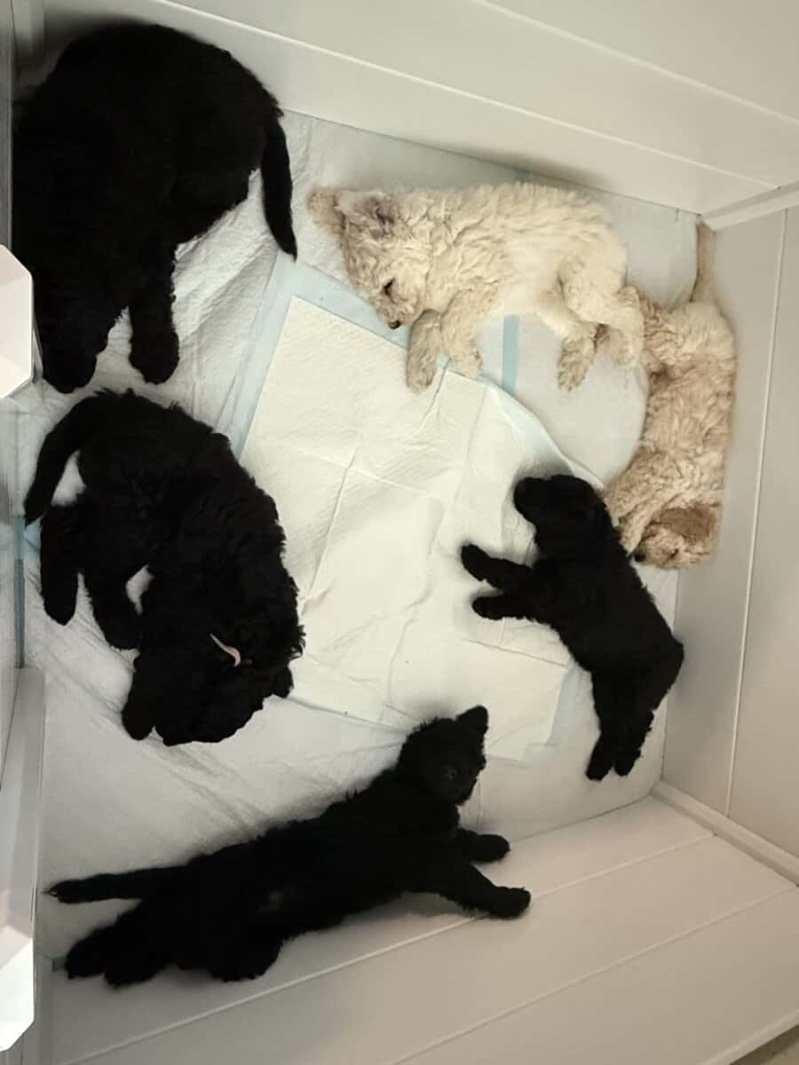 6 Seven Week Standard Poodles Puppies image 3