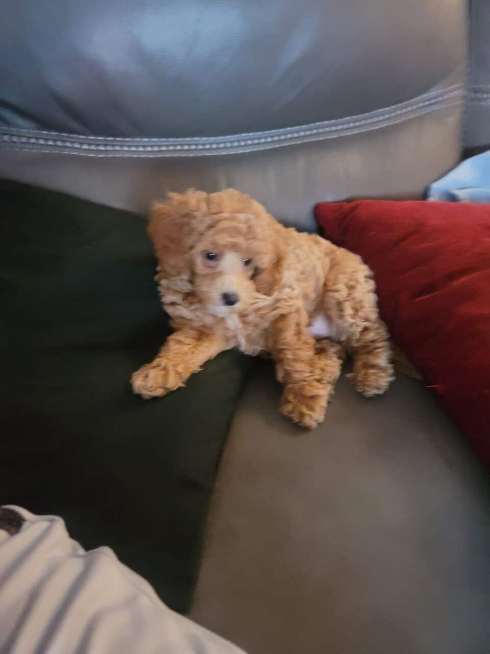 Adorable Sinbad image 1