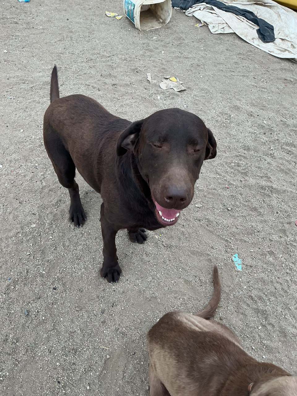 American Labrador Retriever image 5