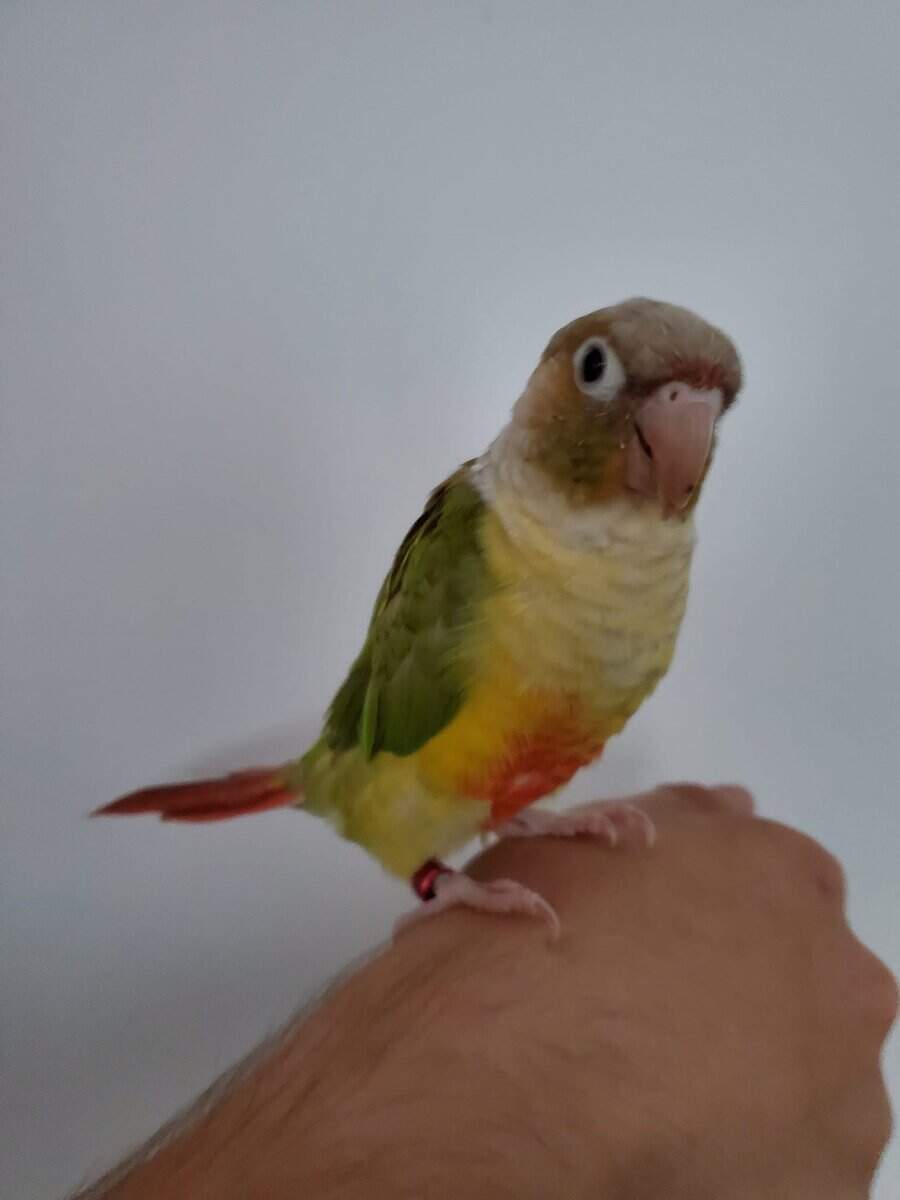 Pineapple conure heart on her chest image 2