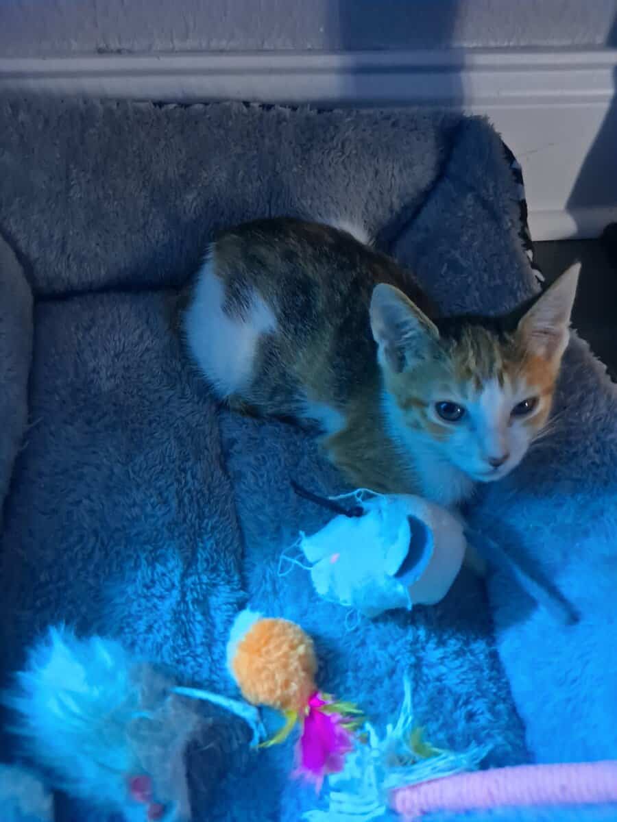 Free kitten image 2
