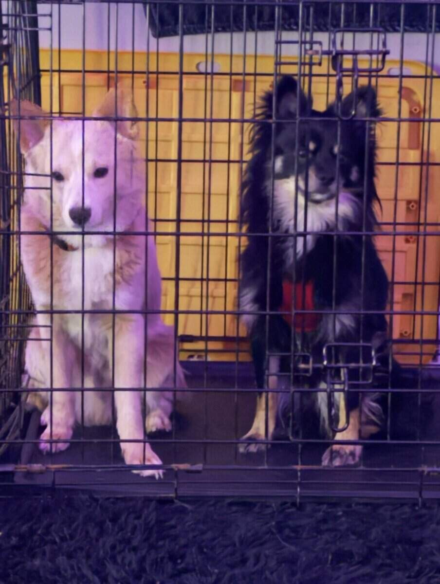 German Spitz ‘Enzo’ image 5