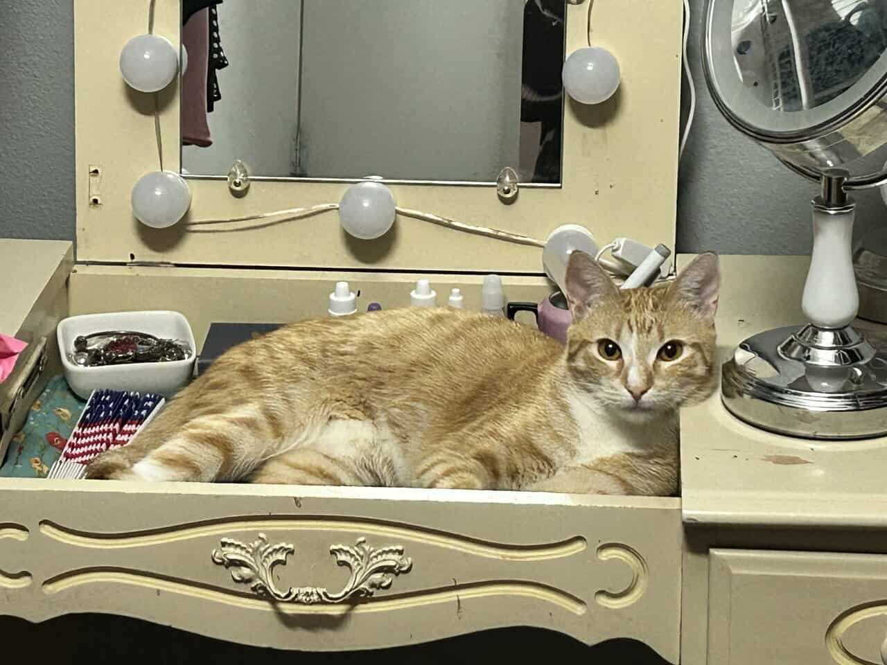 Orange Tabby for Rehoming image 3
