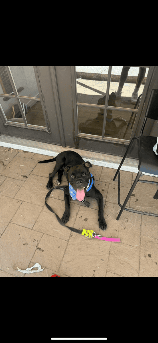 3 year old pitbull mastiff ( super sweet boy ) image 2