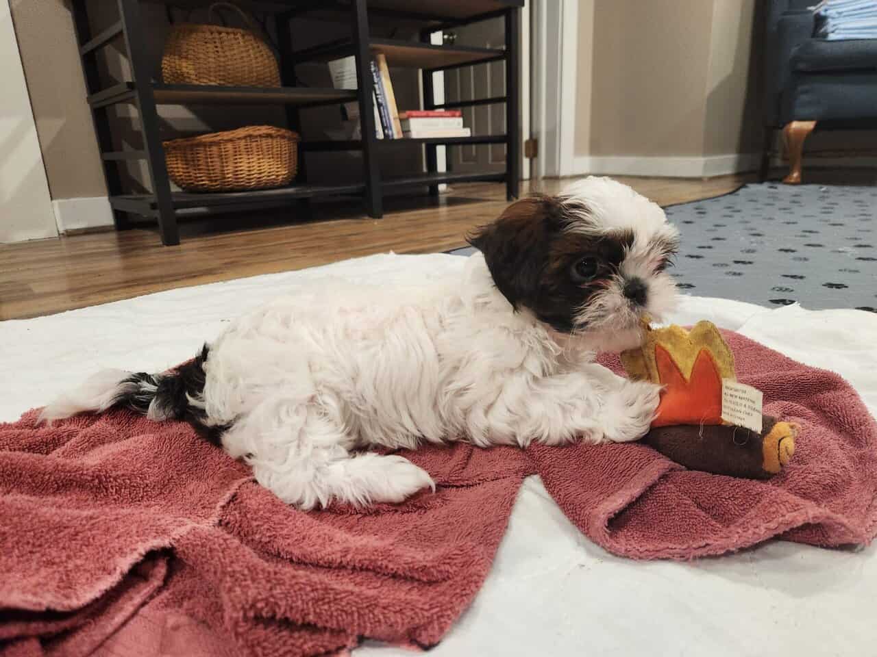 Shih Tzus For Sale image 5